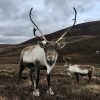 A reindeer with big antlers stands with face toward the camera at Cairngorms national park