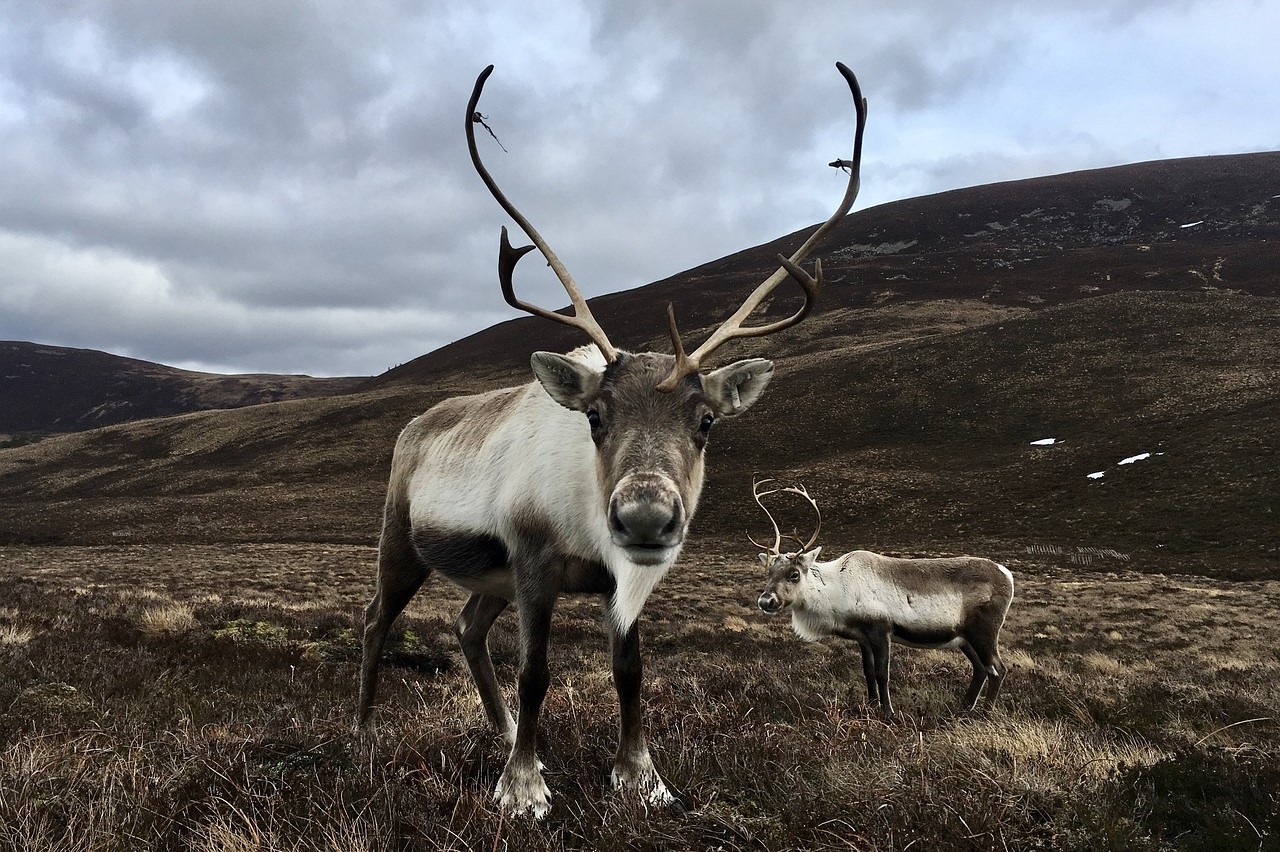 A reindeer with big antlers stands with face toward the camera at Cairngorms national park