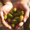 two hands holding a pile of green soy beans in some nice sunlight