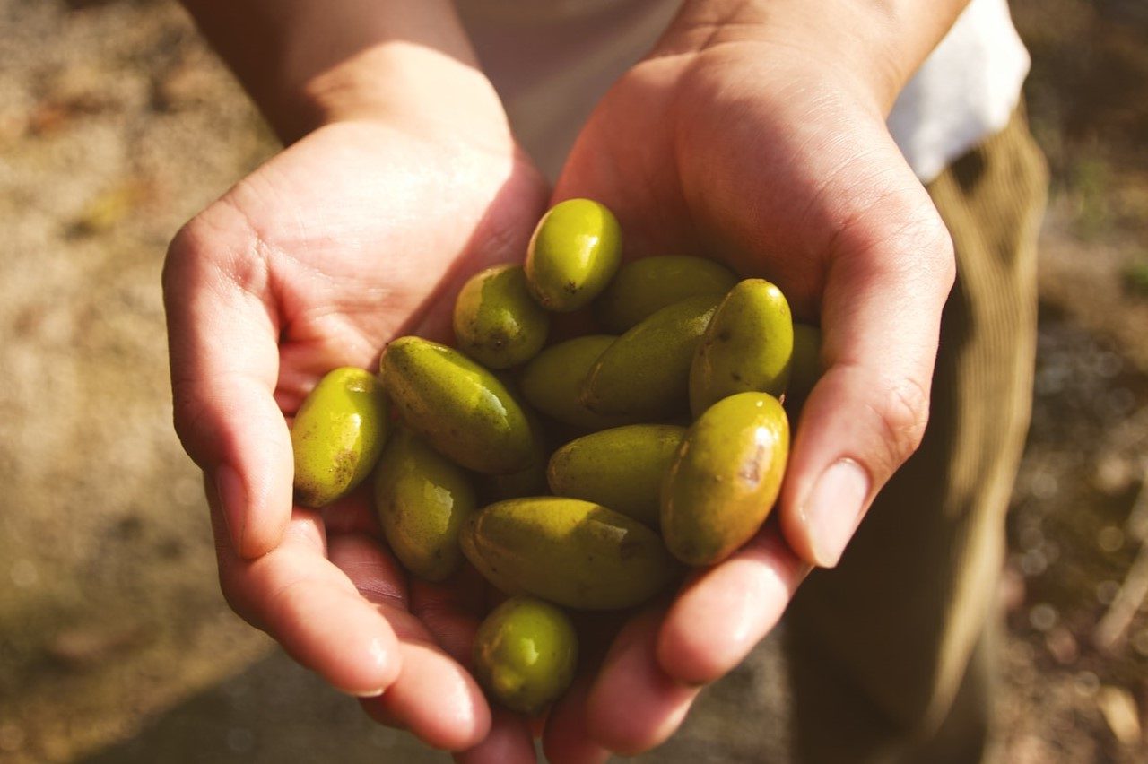 two hands holding a pile of green soy beans in some nice sunlight