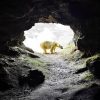 A polar bear at the entrance to the Bone caves at Inchnadamph near Ullapool