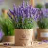 The Bouquet of Lavender, scientifically known as Lavandula, is not just one plant but a family of 47 species with over 450 varieties, each bringing a slight variation to its signature scent. What does Lavender smell like? The initial whiff of lavender brings you notes of delicate floral sweetness, which is light enough to remind one of a summer's day yet deep enough to soothe the soul.