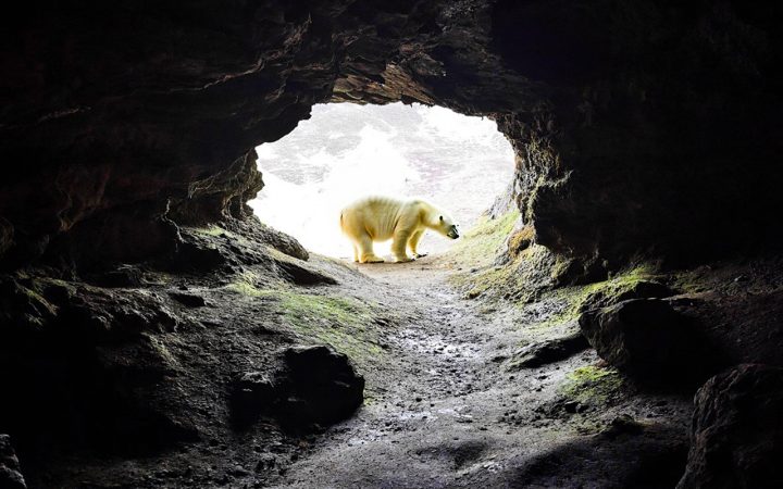 A polar bear at the entrance to the Bone caves at Inchnadamph near Ullapool