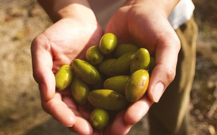 two hands holding a pile of green soy beans in some nice sunlight
