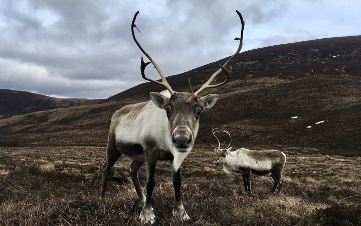 A reindeer with big antlers stands with face toward the camera at Cairngorms national park